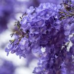 Jacaranda