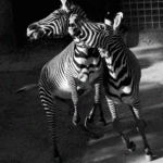 シマウマ5