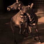 zebra-6