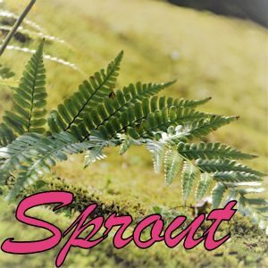 Sprout