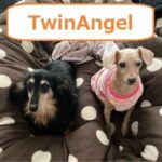 TwinAngel